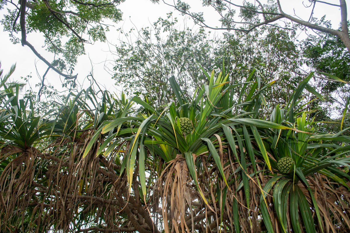 Изображение особи Pandanus odorifer.