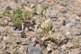 Astragalus commixtus