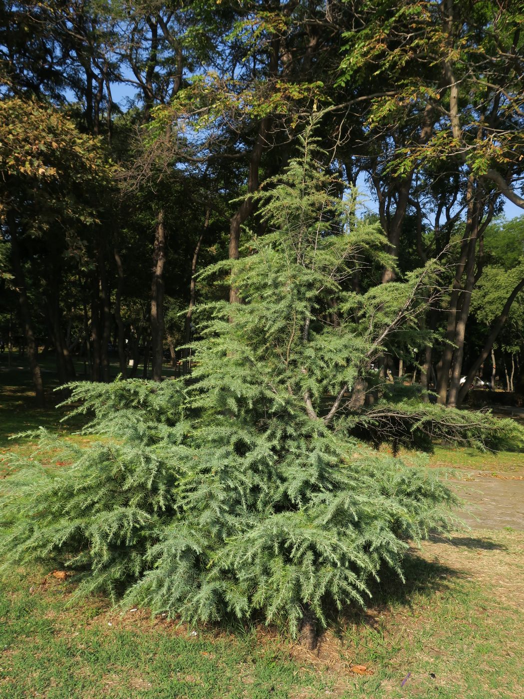 Изображение особи Cedrus libani.