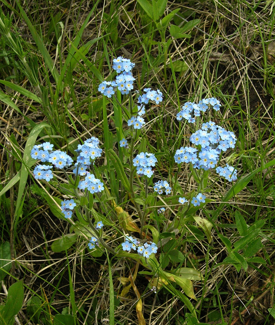 Image of Myosotis popovii specimen.