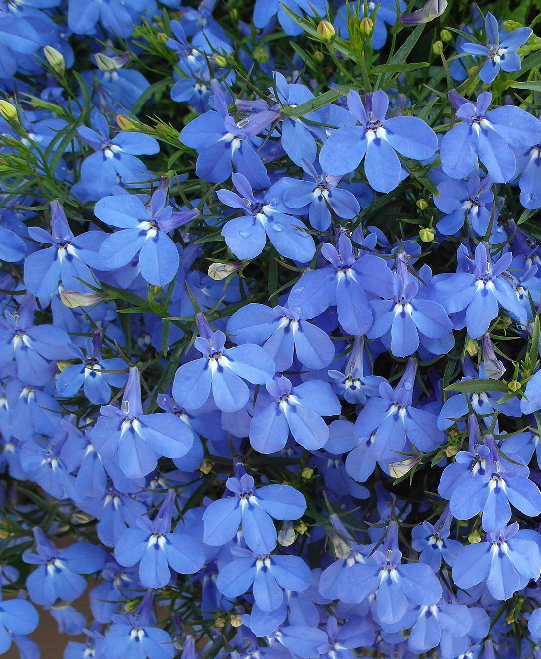 Image of Lobelia erinus specimen.