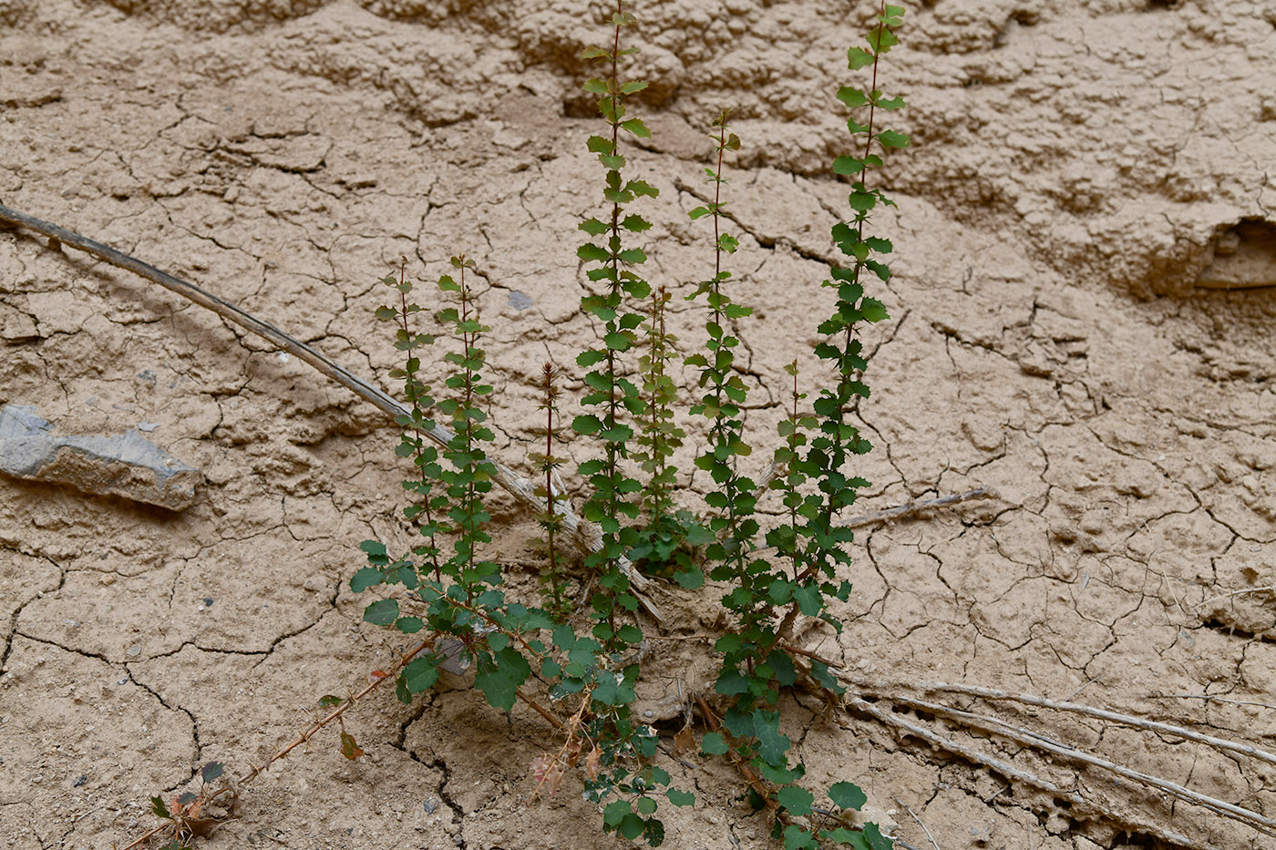 Изображение особи Berberis iliensis.