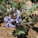 Oxytropis sewerzowii. Соцветие. Тянь-Шань, Илейский Алатау, Большое Алмаатинское ущ. 01.07.2009.