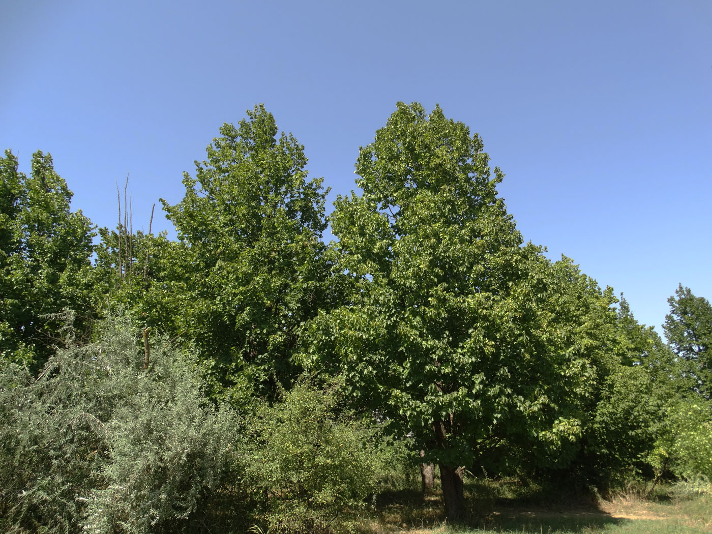 Изображение особи Corylus colurna.