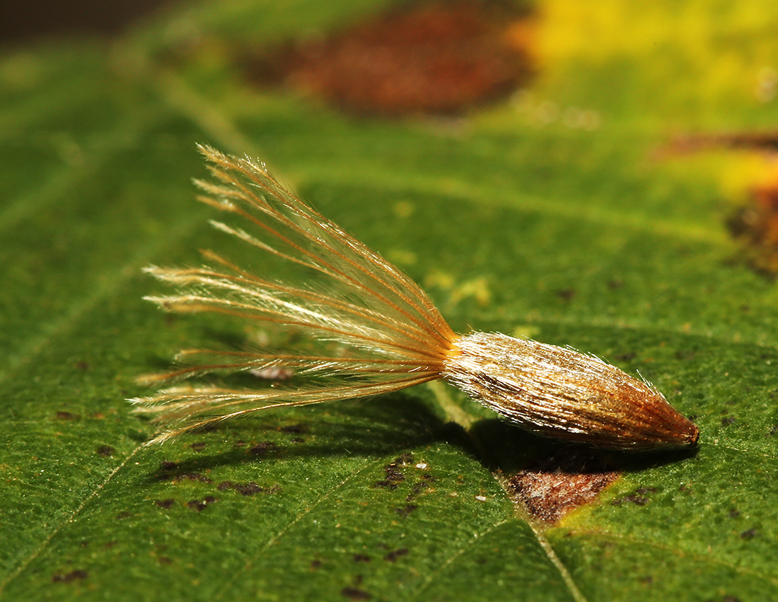 Image of Atractylodes ovata specimen.