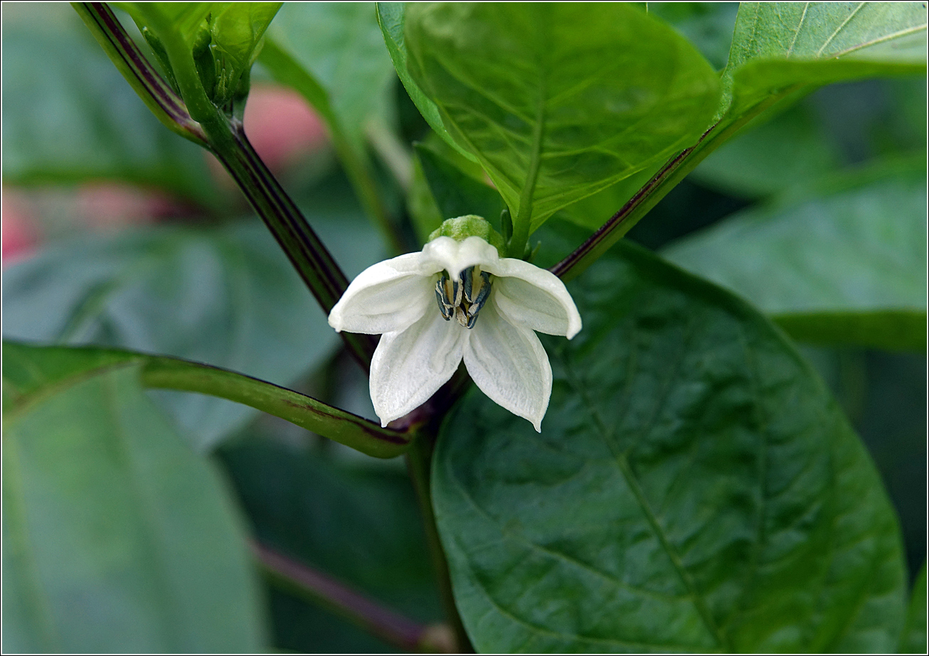 Изображение особи Capsicum annuum.