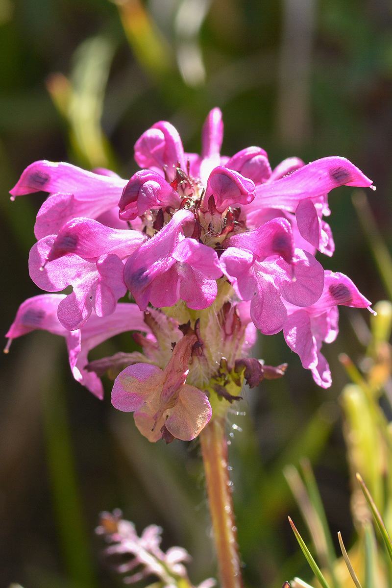 Изображение особи Pedicularis crassirostris.