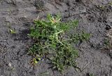 Centaurea iberica. Растение с развивающимся соцветием. Дагестан, Магарамкентский р-н, окр. с. Приморский, песчаный пляж. 05.05.2022.