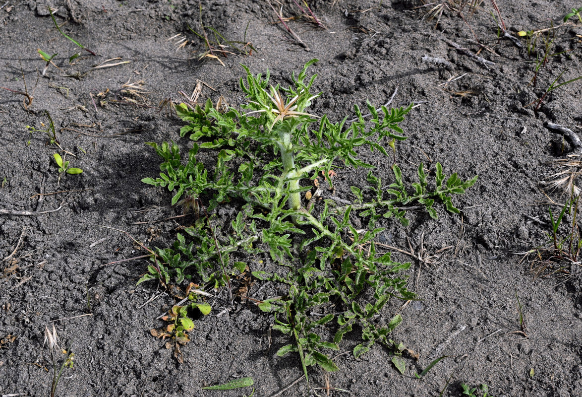 Image of Centaurea iberica specimen.
