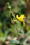 familia Asteraceae. Верхушка побега с соцветиями. Краснодарский край, Лазаревский р-н, мкр-н Дагомыс, гора Успенка, 130 м н.у.м., поляна. 04.11.2023.