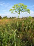 Anethum graveolens. Верхушка цветущего растения. Томск, стихийная свалка бытового мусора. 14.08.2012.