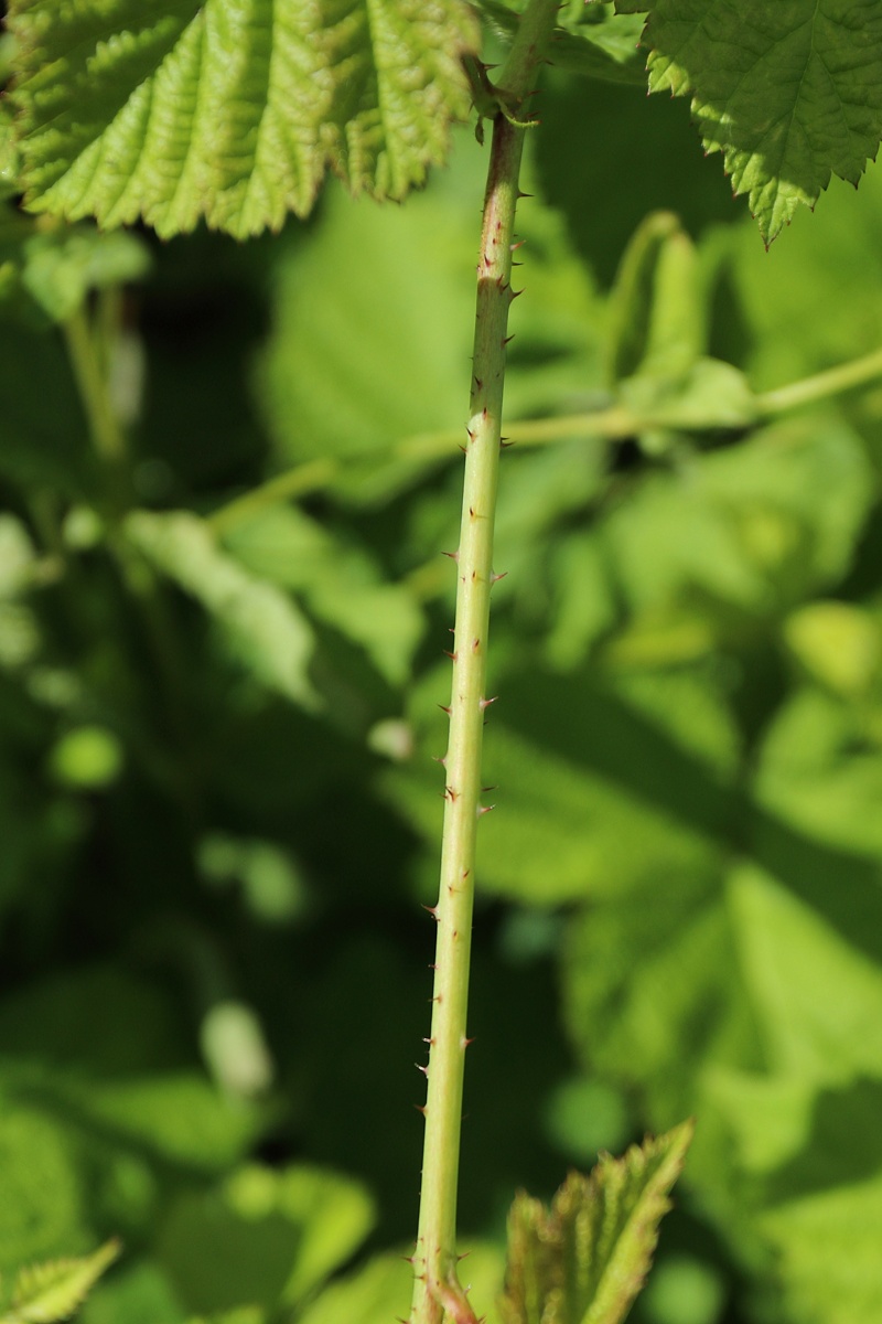 Изображение особи Rubus caesius.