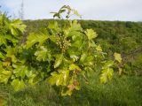 Crataegus pentagyna. Верхушка ветви с бутонизирующим соцветием. Краснодарский край, Новороссийский р-н, гора Рябкова, остепнённый луг с одиночными деревьями. 17.05.2015.