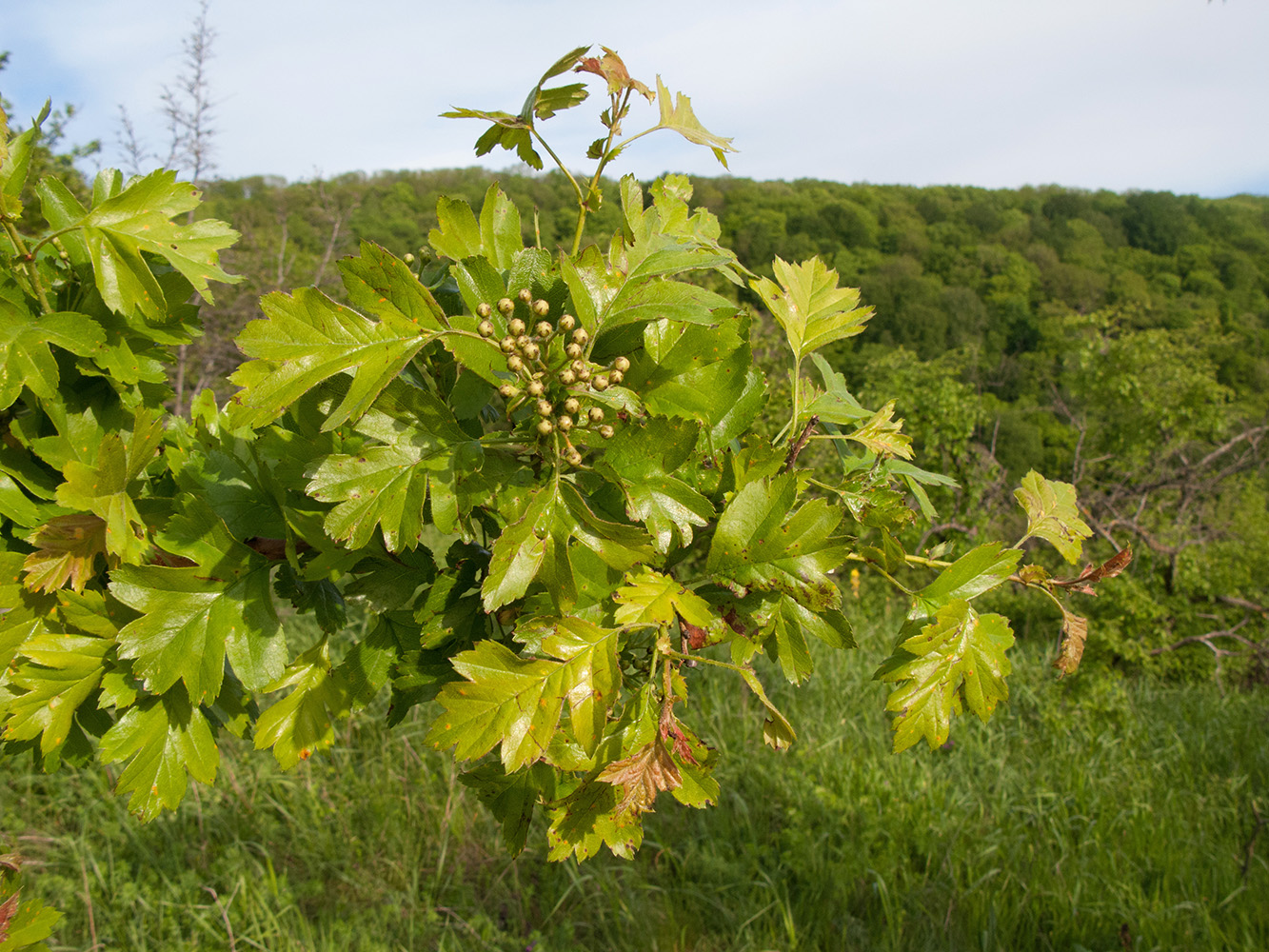 Image of Crataegus pentagyna specimen.