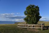 Betula pendula. Одиночное взрослое дерево в степи высотой 11-12 м. Иркутская обл., оз. Байкал, о. Ольхон, Семисосенская котловина, степь. 27 августа 2022 г.