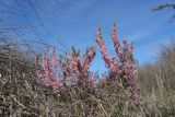 Amygdalus nana