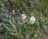 род Trifolium. Цветущее растение. Чечня, Шаройский р-н, западный склон пер. Цумандинский, выс. ок. 2200 м н.у.м., луг. 23 августа 2023 г.