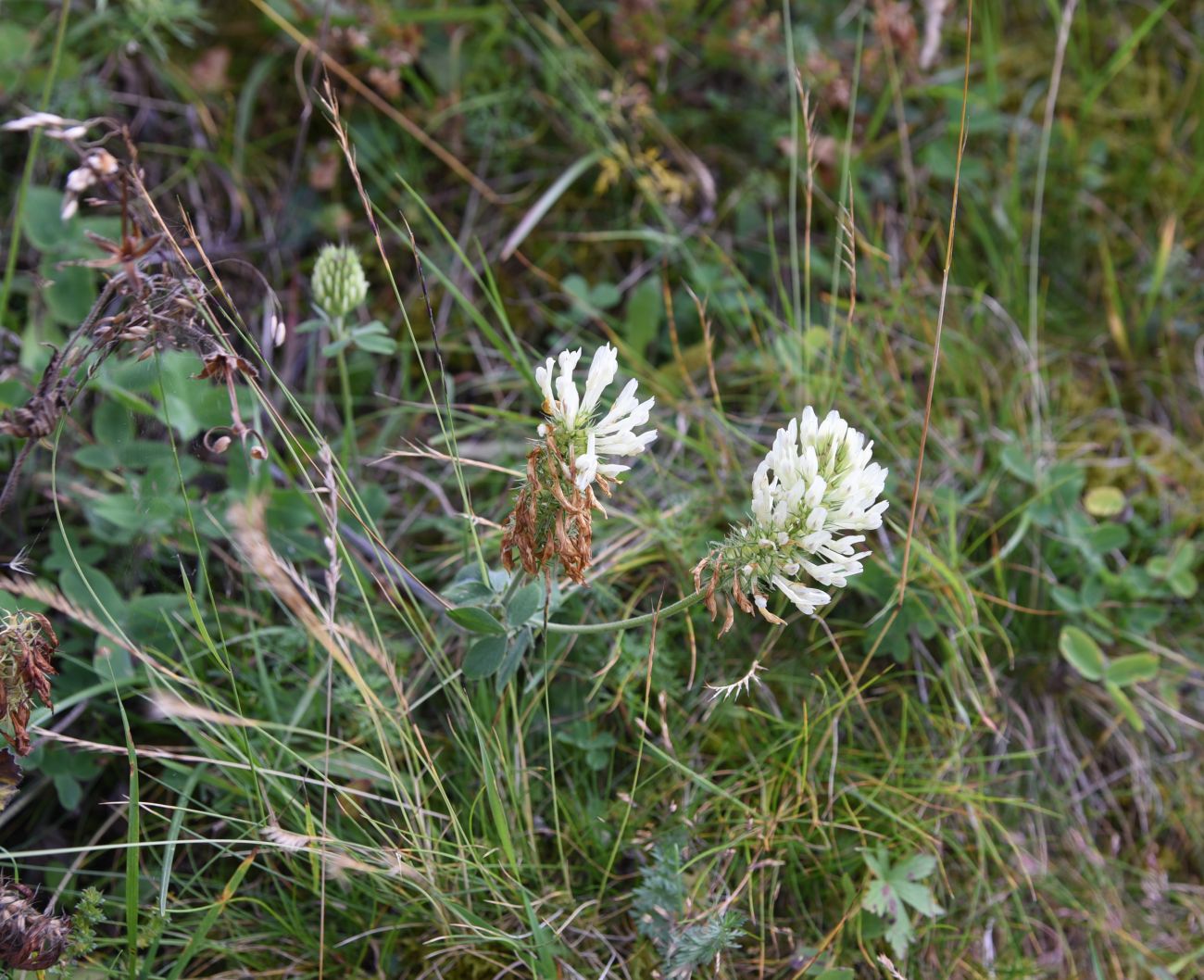 Image of Trifolium canescens specimen.