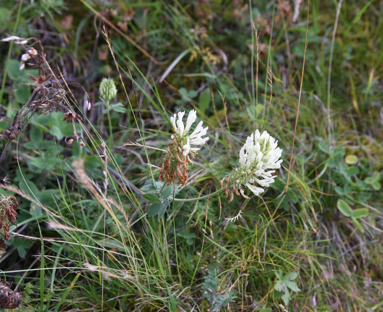 Изображение особи Trifolium canescens.