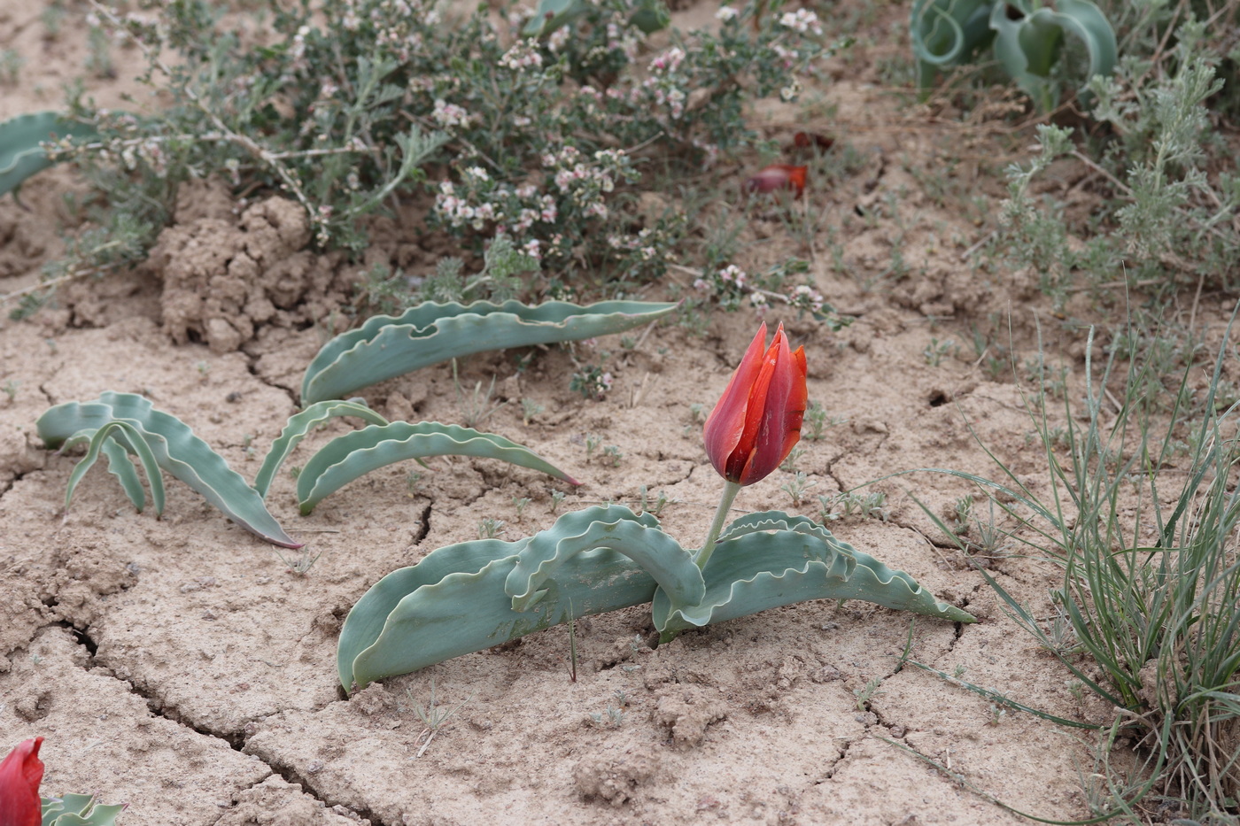 Изображение особи Tulipa alberti.