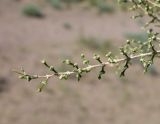 Haloxylon persicum