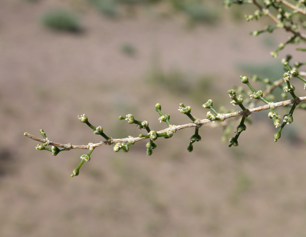 Image of Haloxylon persicum specimen.
