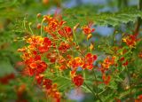 Caesalpinia pulcherrima