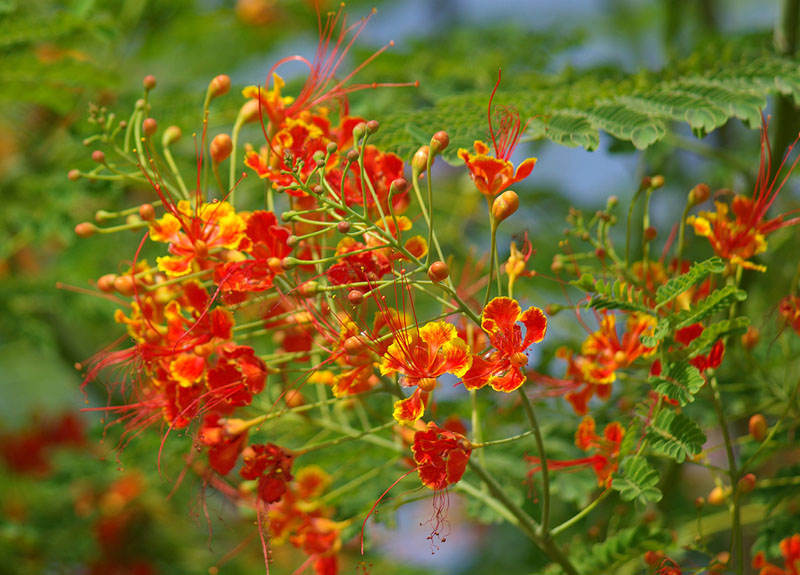 Image of Caesalpinia pulcherrima specimen.