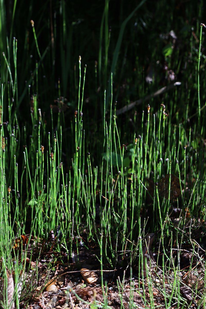 Image of Equisetum variegatum specimen.