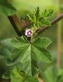 Malva variety neuroloma