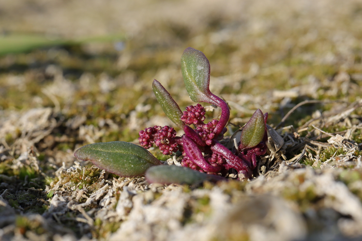 Image of Oxybasis chenopodioides specimen.