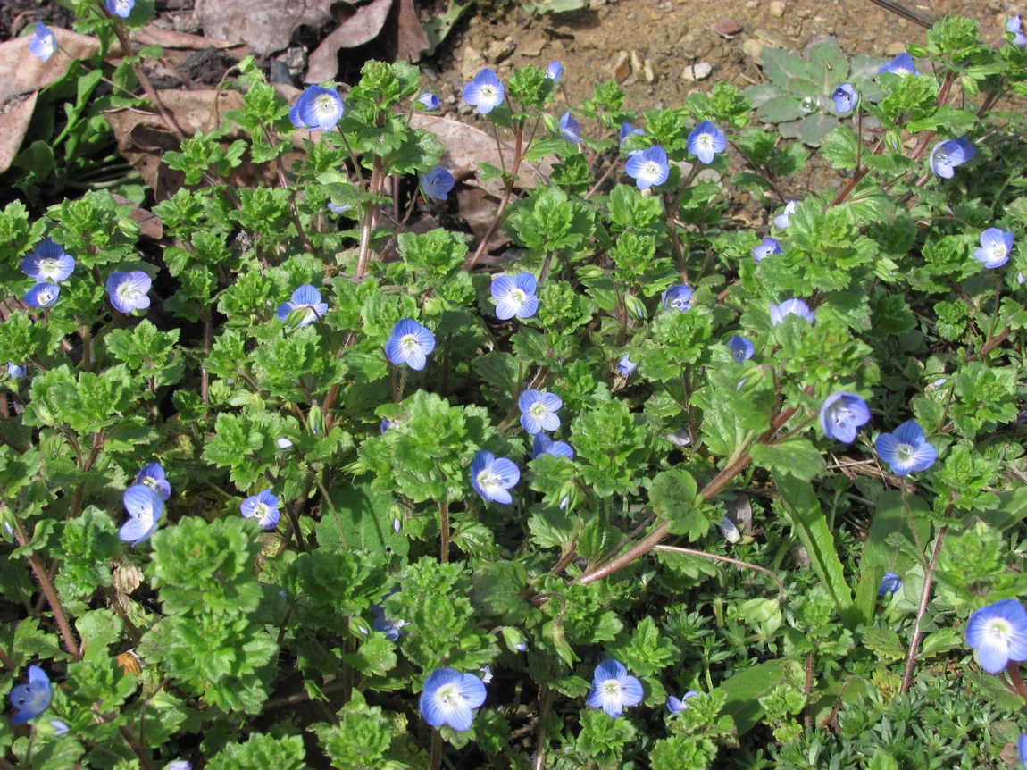 Image of Veronica persica specimen.