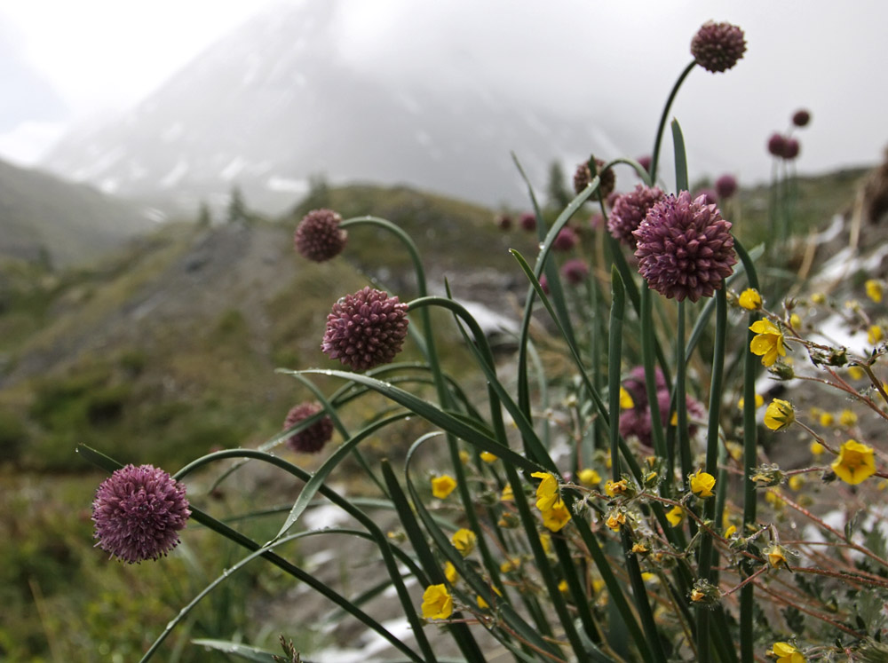 Изображение особи Allium amphibolum.