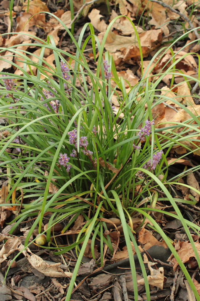 Image of Liriope spicata specimen.