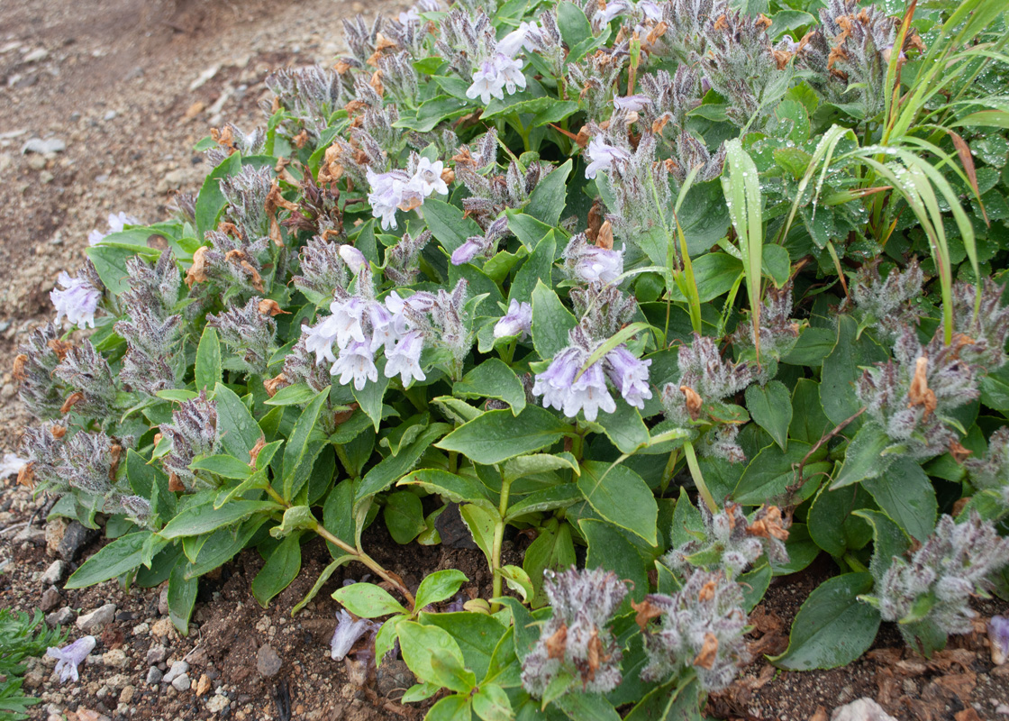 Изображение особи Pennellianthus frutescens.