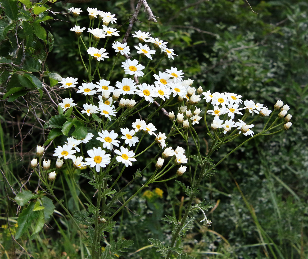 Image of Pyrethrum corymbosum specimen.