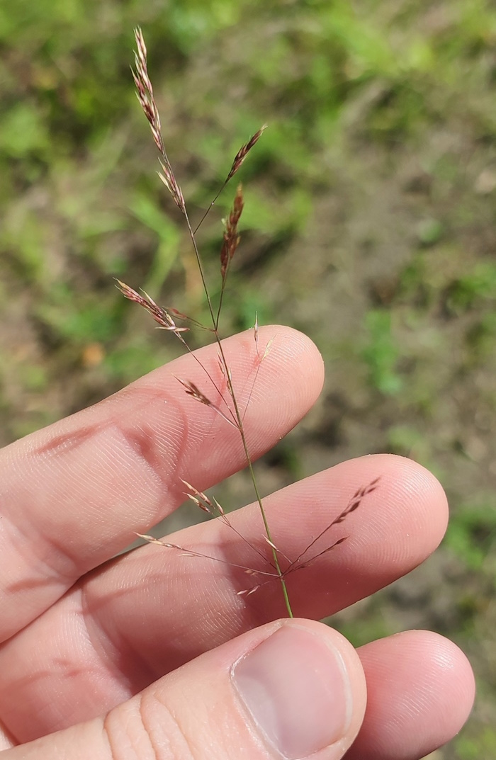 Изображение особи Agrostis vinealis.