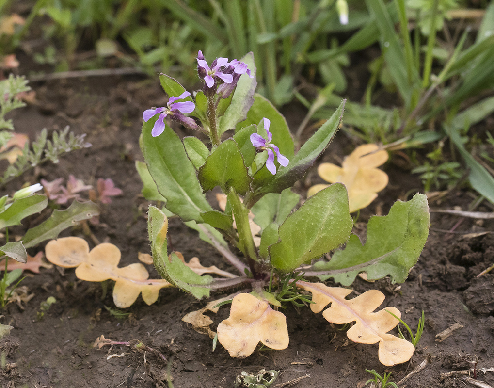 Изображение особи Chorispora tenella.