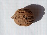 род Juglans
