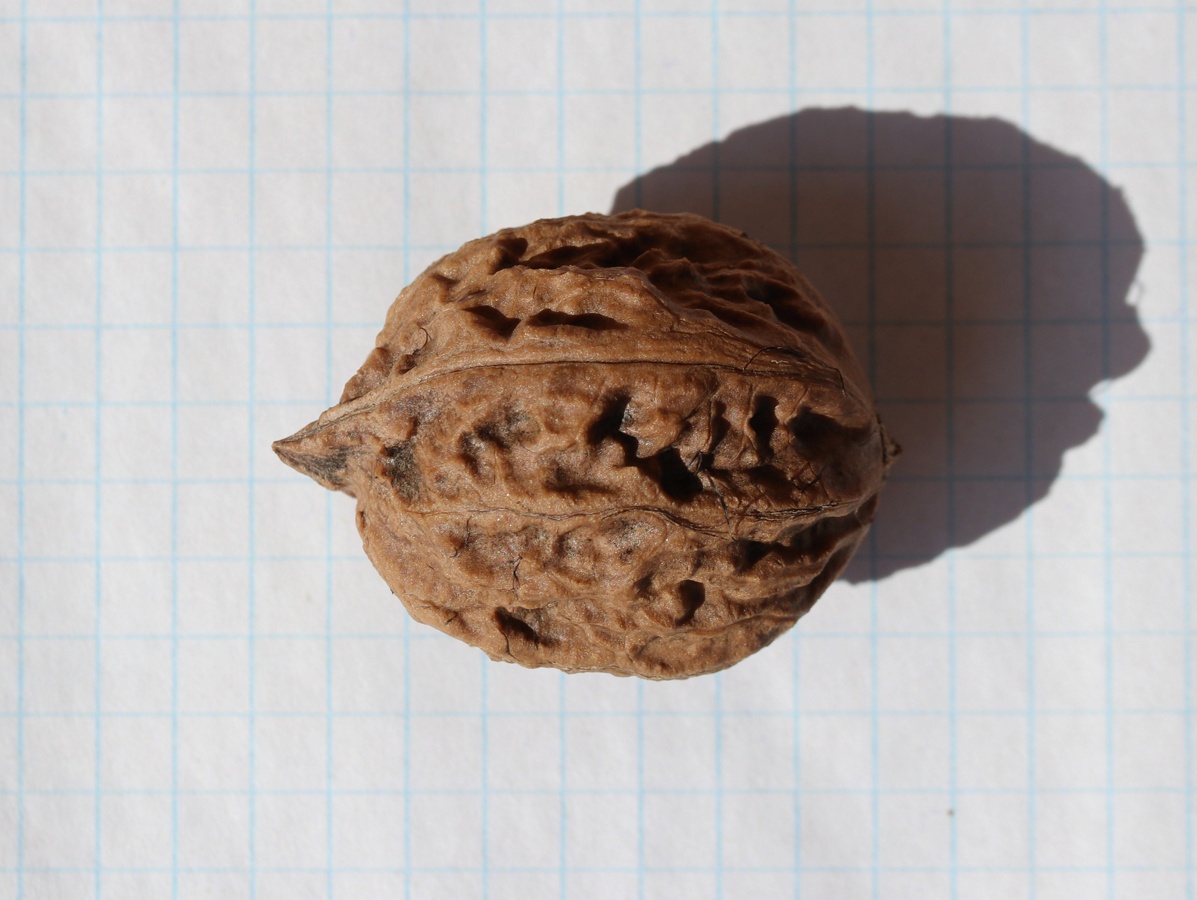 Image of genus Juglans specimen.