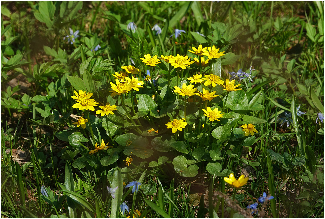 Image of Ficaria verna specimen.