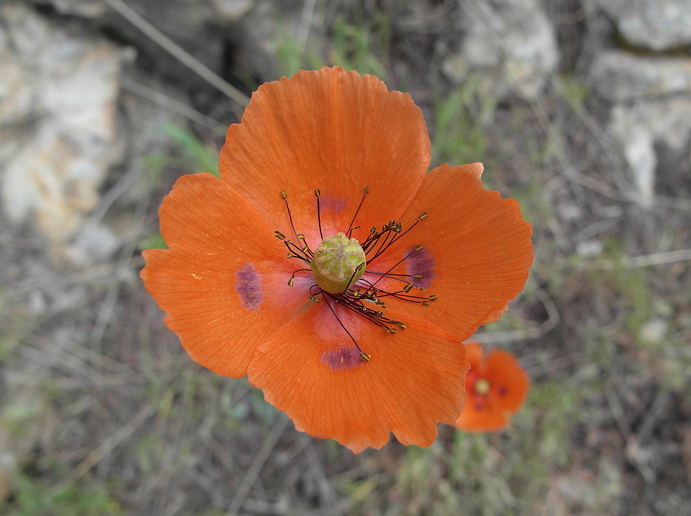 Image of Papaver litwinowii specimen.