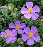 Cistus creticus