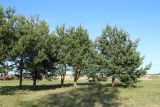 Pinus sylvestris. Деревья на выкашиваемом лугу. Псковская обл., Гдовский р-н, окр. дер. Самолва, мемориальный комплекс «Князь Александр Невский с дружиной», побережье Чудского озера. 27.04.2025.
