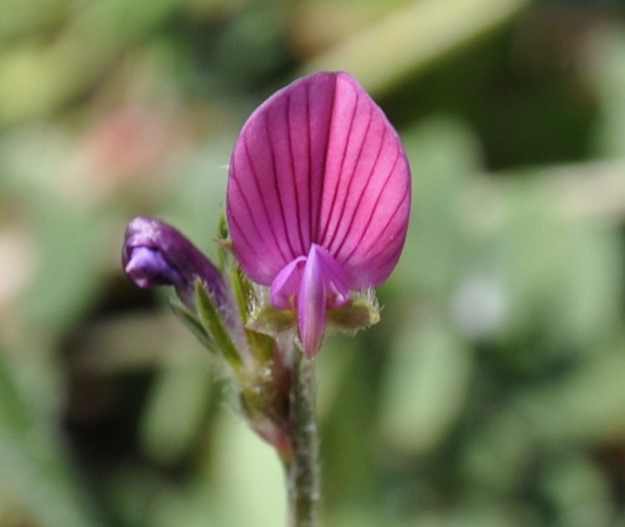 Изображение особи Onobrychis aequidentata.