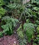 Woodwardia prolifera. Взрослое растение. Китай, г. Шанхай, в культуре. 25.05.2025.