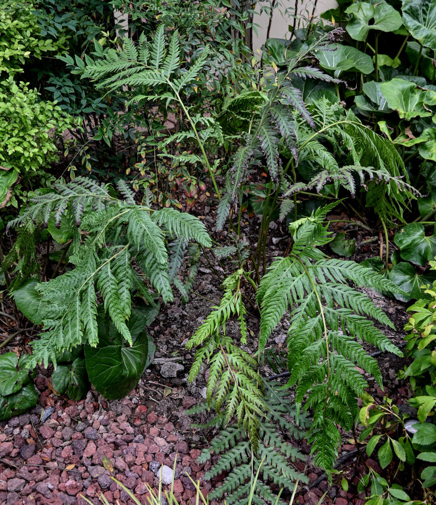 Image of Woodwardia prolifera specimen.