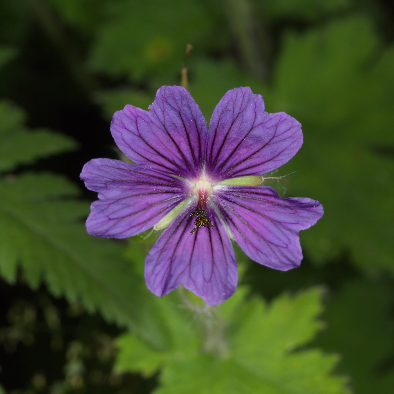 Изображение особи Geranium platypetalum.