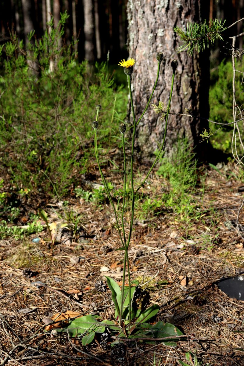 Image of Trommsdorffia maculata specimen.