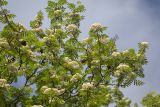 Sorbus aucuparia ssp. glabrata